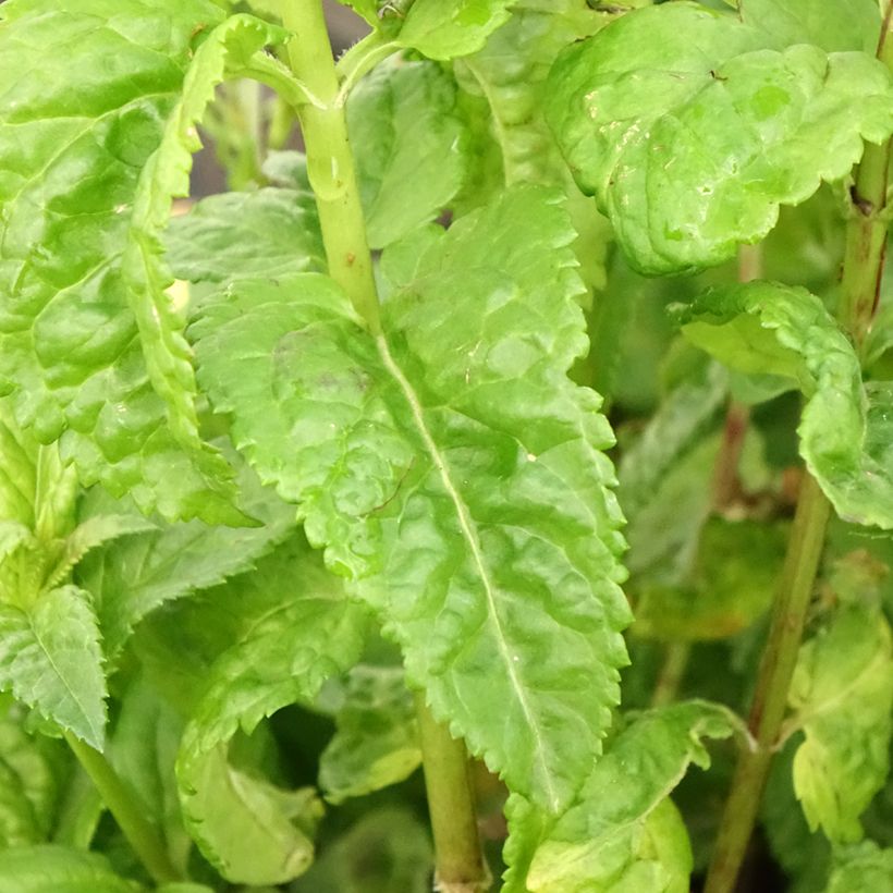 Veronica Sunny Border Blue - Ehrenpreis (Foliage)