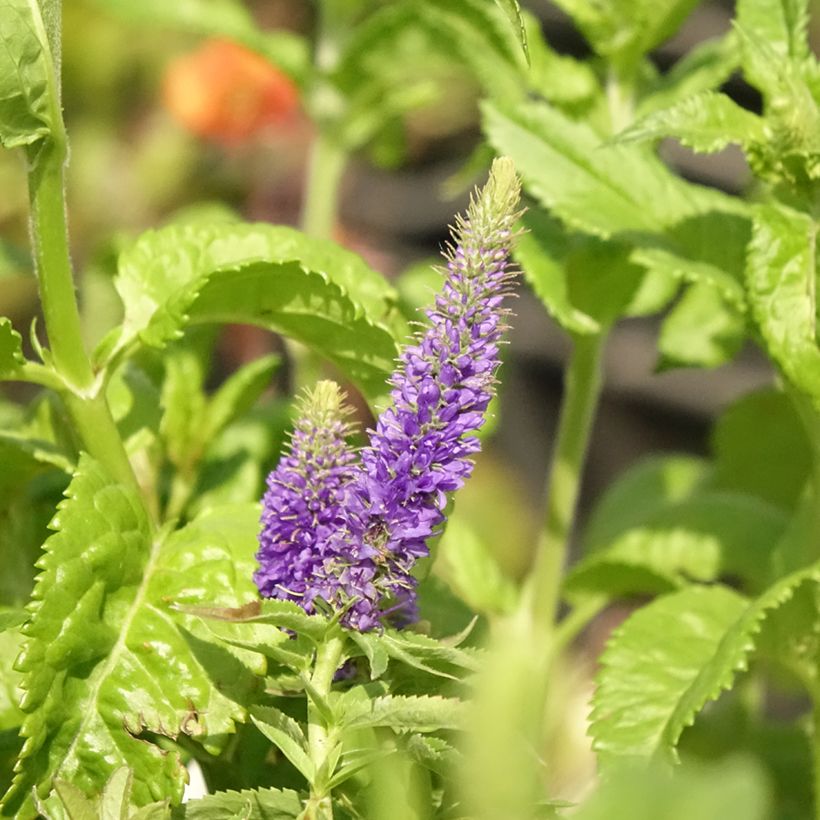 Veronica Sunny Border Blue - Ehrenpreis (Flowering)