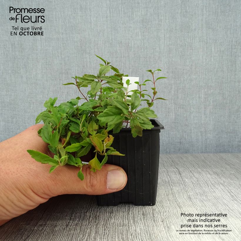 Example of Ehrenpreis Georgia Blue - Veronica umbrosa Kleine Töpfe von 8/9 cm as you get in automne