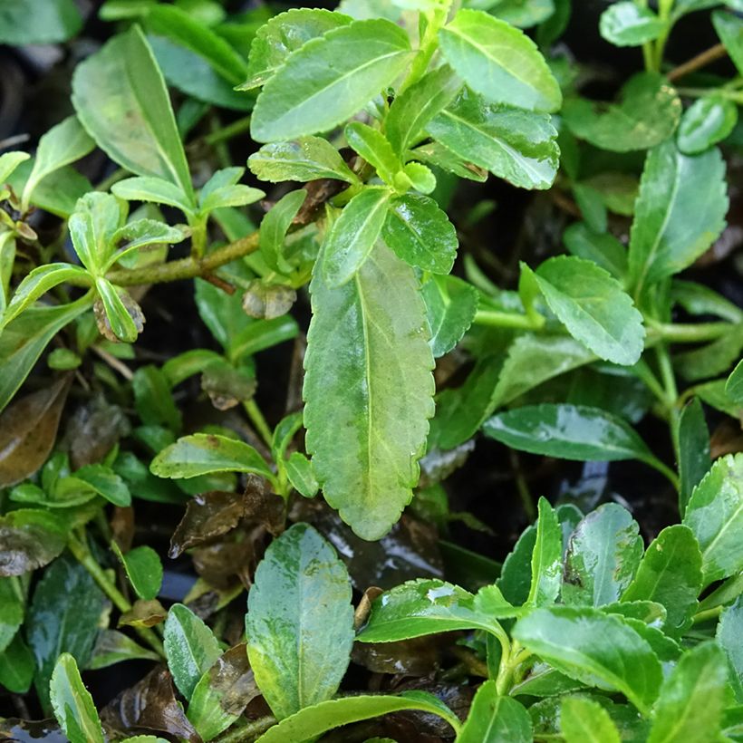 Veronica Kentish Pink - Ehrenpreis (Foliage)