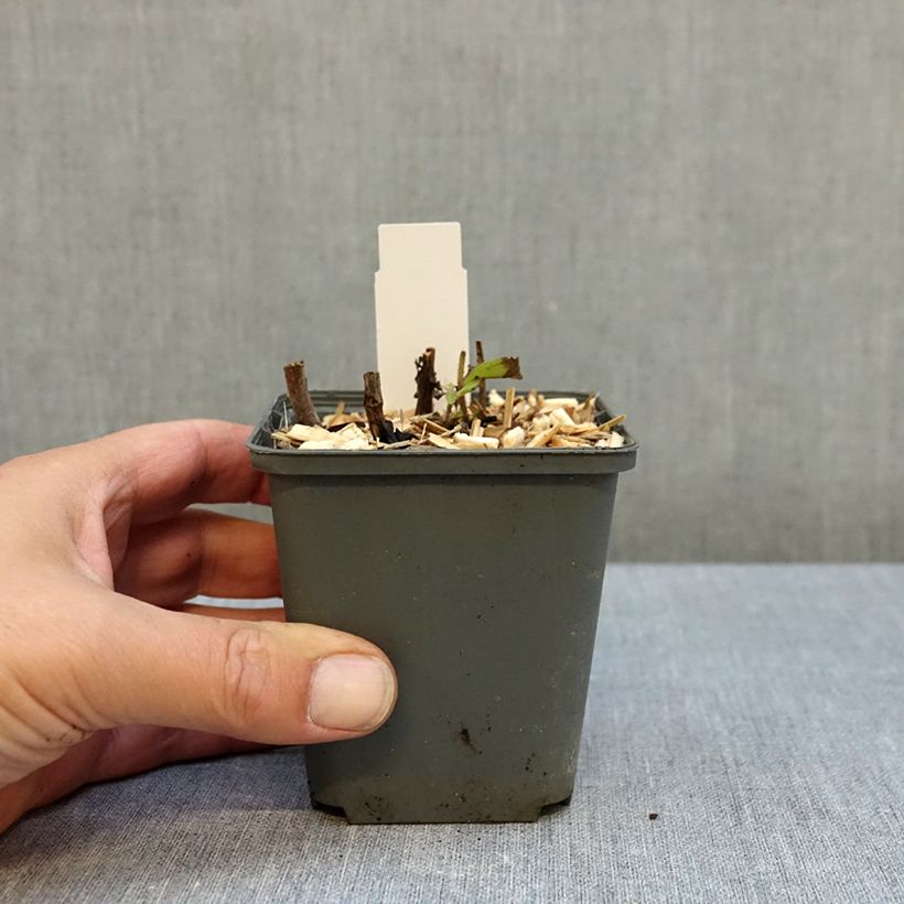 Exemplar von Veronicastrum sibiricum - Sibirischer Ehrenpreis Kleine Töpfe von 8/9 cm wie im Herbst geliefert
