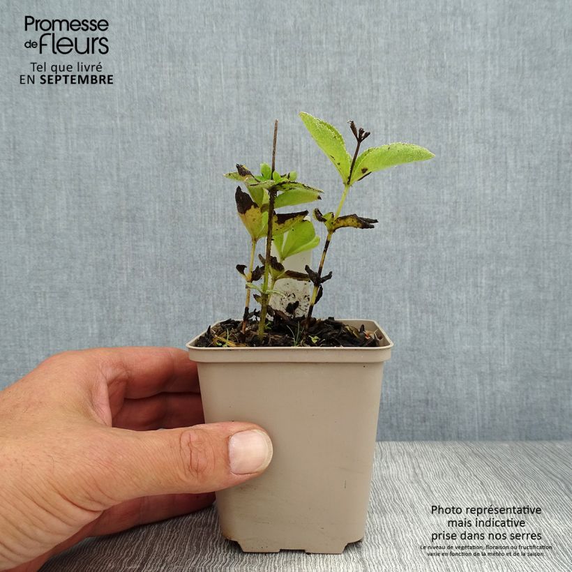 Example of Veronicastrum sibiricum - Sibirischer Ehrenpreis Kleine Töpfe von 8/9 cm as you get in ete