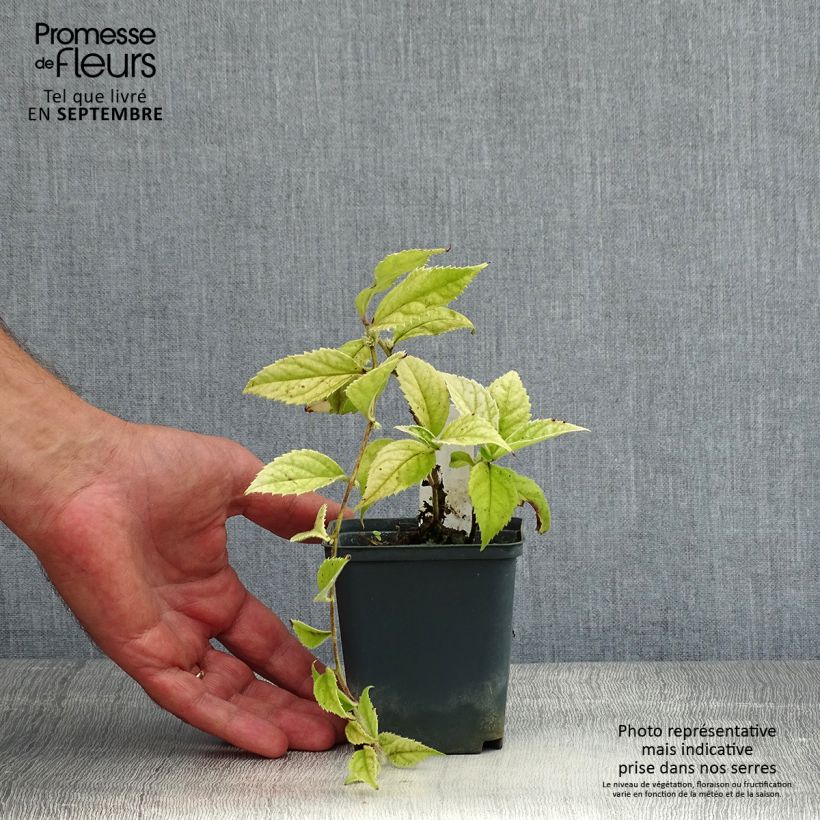 Example of Veronicastrum villosulum Kleine Töpfe von 8/9 cm as you get in ete