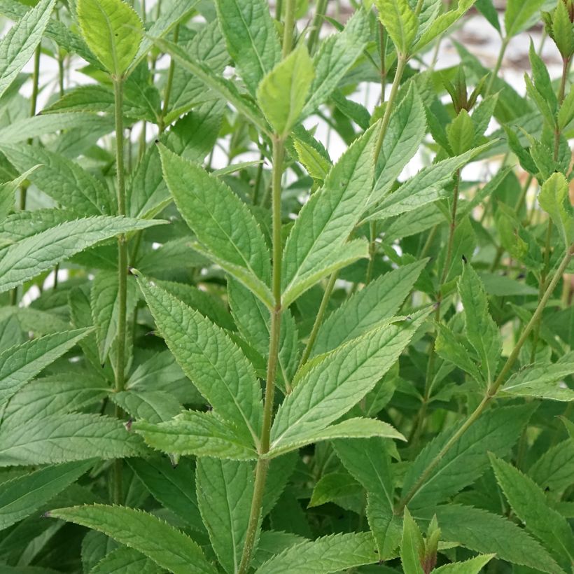 Veronicastrum virginicum Challenger - Virginischer Arzneiehrenpreis (Foliage)