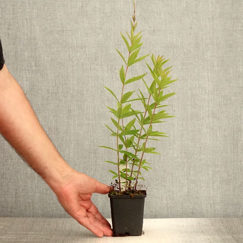 Exemplar von Veronicastrum virginicum Diane - Virginischer Arzneiehrenpreis Kleine Töpfe von 8/9 cm wie im Sommer geliefert