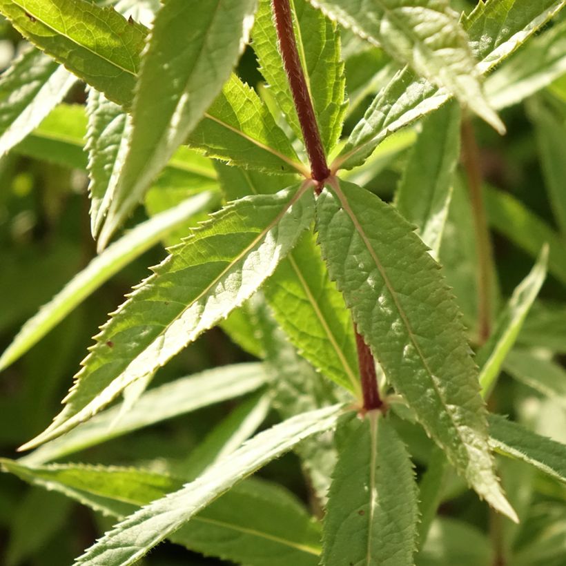 Veronicastrum virginicum Diane - Virginischer Arzneiehrenpreis (Foliage)