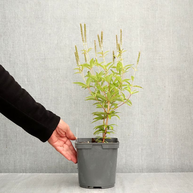 Exemplar von Veronicastrum virginicum Fascination - Virginischer Arzneiehrenpreis Topf mit 2L/3L wie im Herbst geliefert