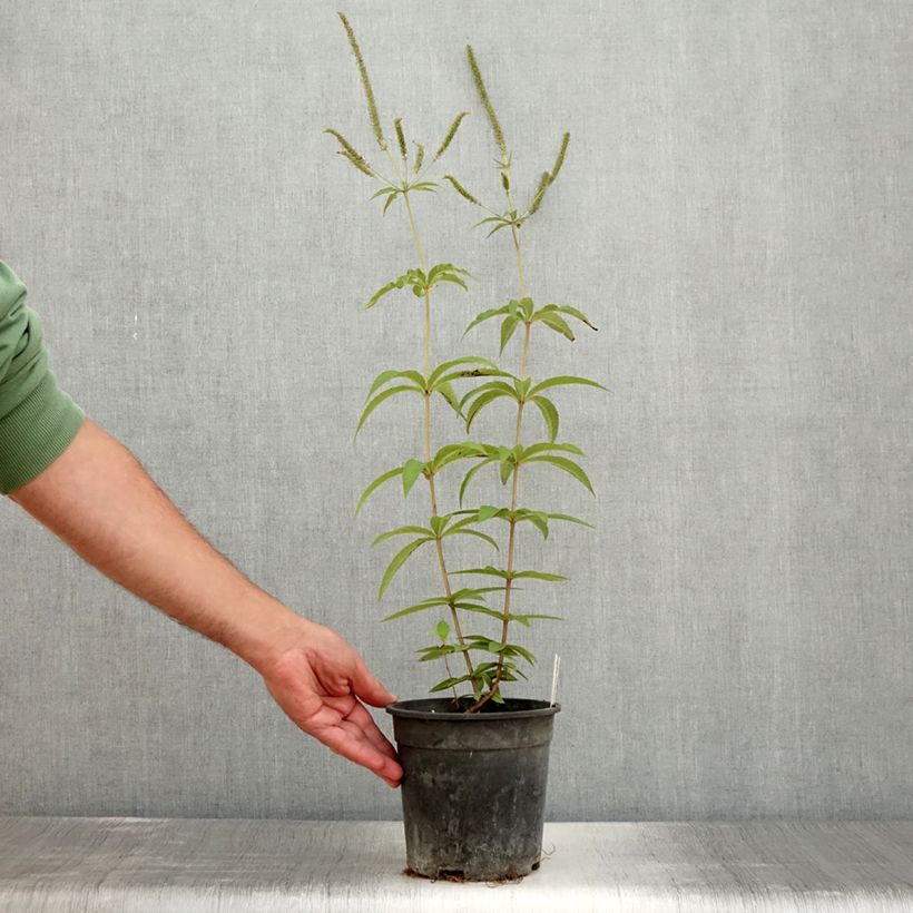 Example of Veronicastrum virginicum Fascination - Virginischer Arzneiehrenpreis Topf mit 2L/3L as you get in ete