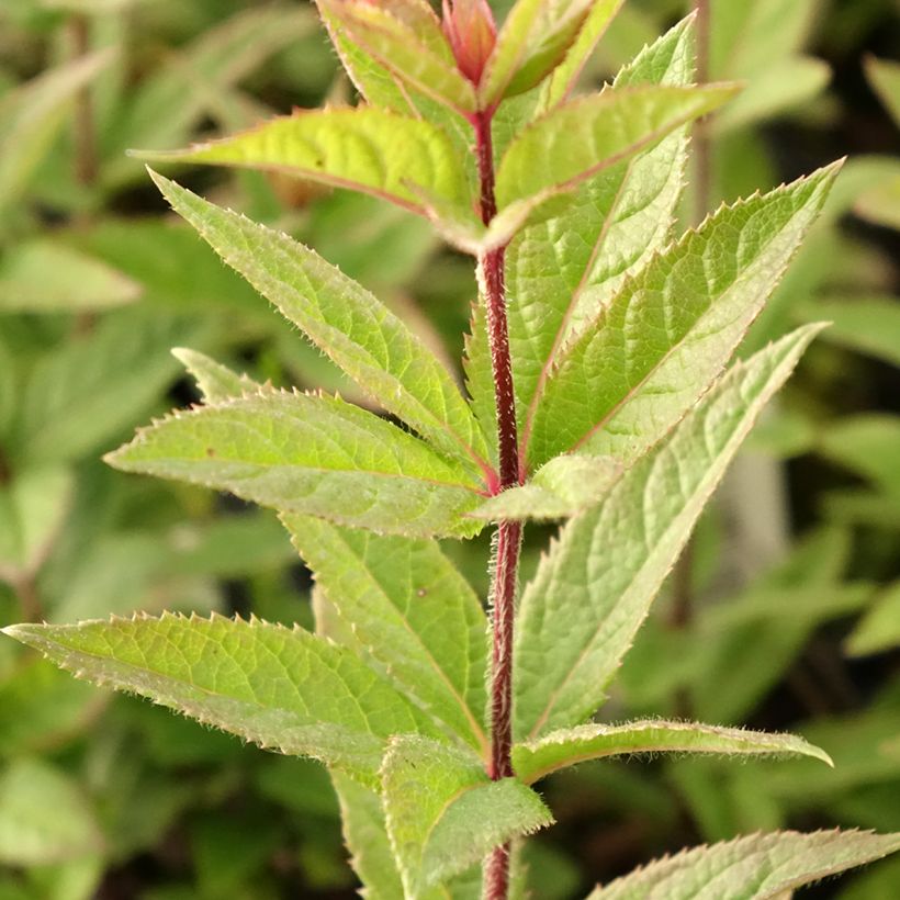 Veronicastrum virginicum Kleine Erika - Virginischer Arzneiehrenpreis (Foliage)