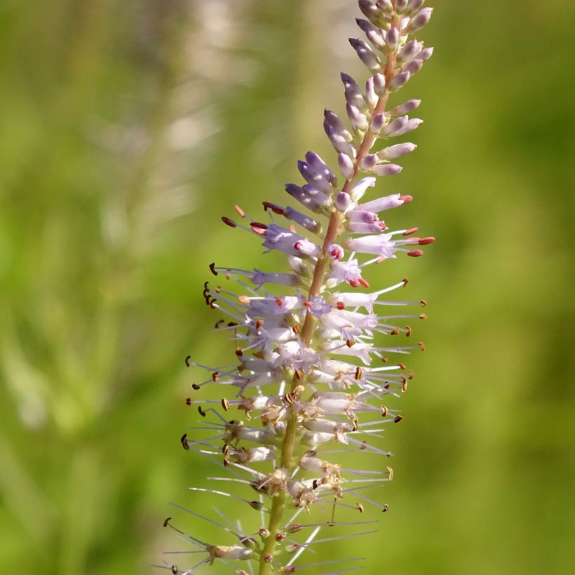 Veronicastrum virginicum Lavendelturm - Virginischer Arzneiehrenpreis (Flowering)