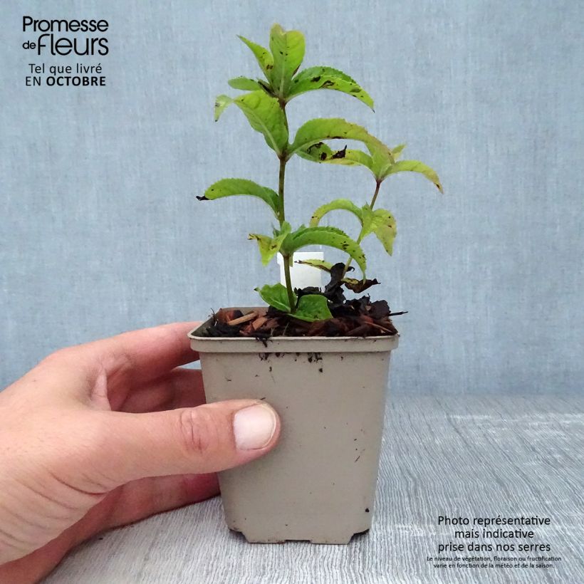 Example of Veronicastrum virginicum Red Arrows - Virginischer Arzneiehrenpreis Kleine Töpfe von 8/9 cm as you get in automne