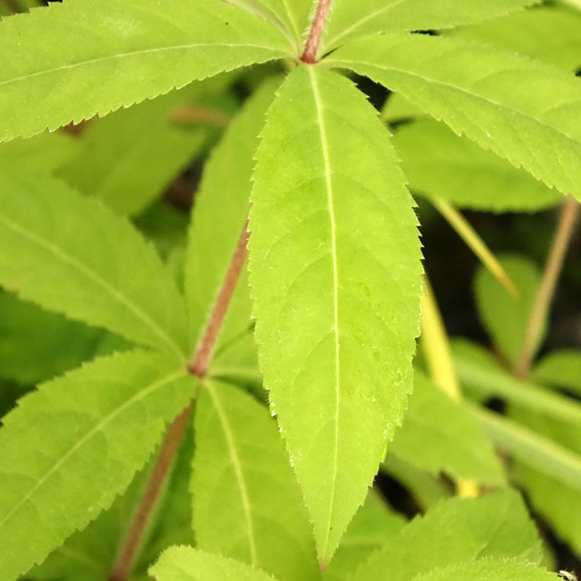 Veronicastrum virginicum Temptation - Virginischer Arzneiehrenpreis (Foliage)