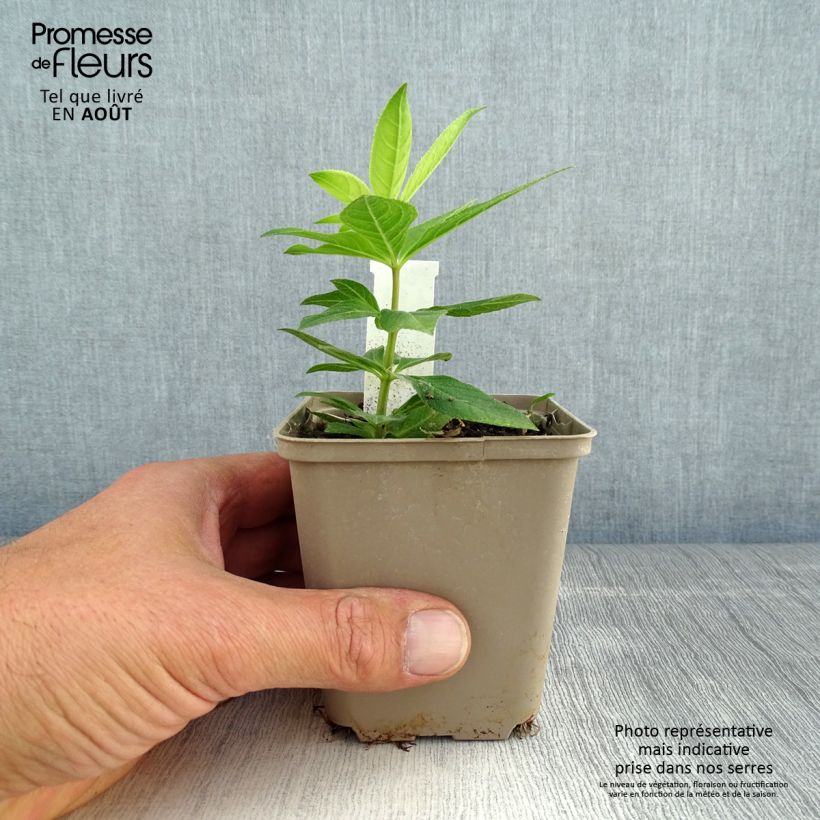 Exemplar von Veronicastrum virginicum Apollo - Virginischer Arzneiehrenpreis Kleine Töpfe von 8/9 cm wie im Sommer geliefert