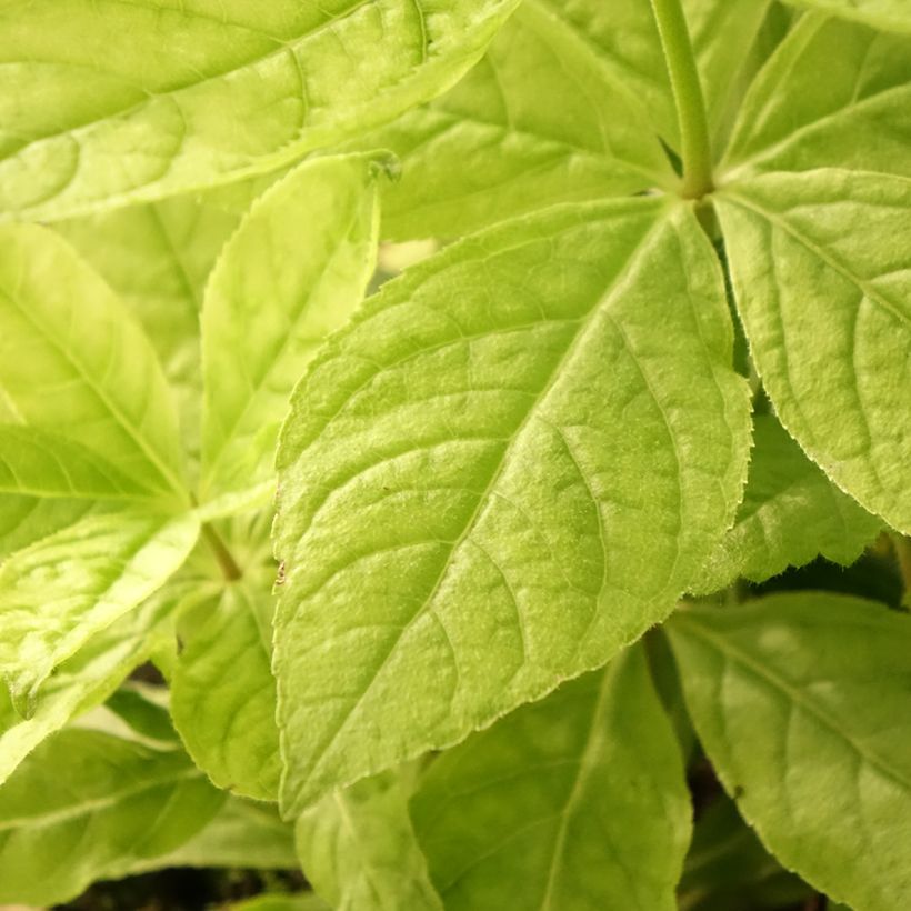 Veronicastrum virginicum Apollo - Virginischer Arzneiehrenpreis (Foliage)