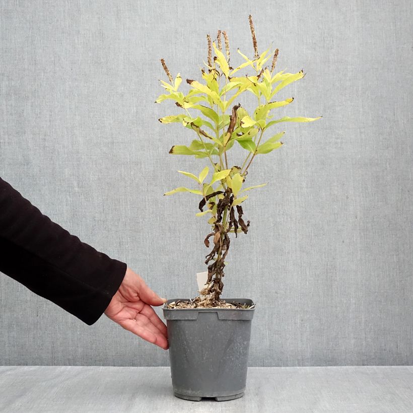 Exemplar von Veronicastrum virginicum Apollo - Virginischer Arzneiehrenpreis Topf mit 2L/3L wie im Herbst geliefert