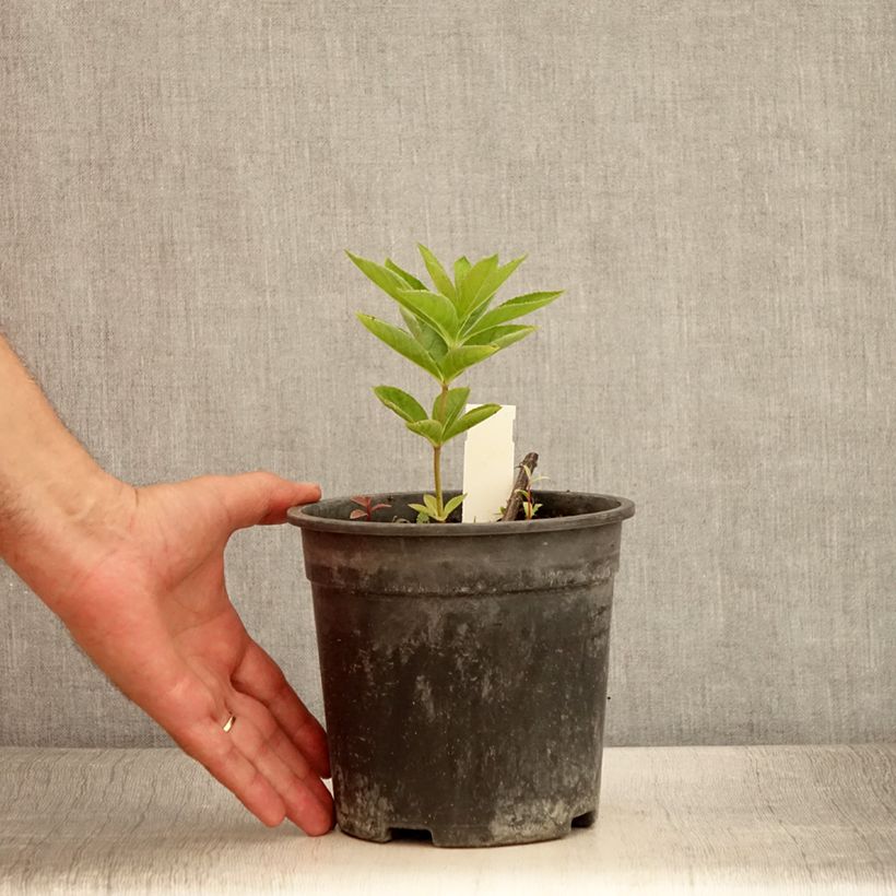 Example of Veronicastrum virginicum Apollo - Virginischer Arzneiehrenpreis Topf mit 2L/3L as you get in ete