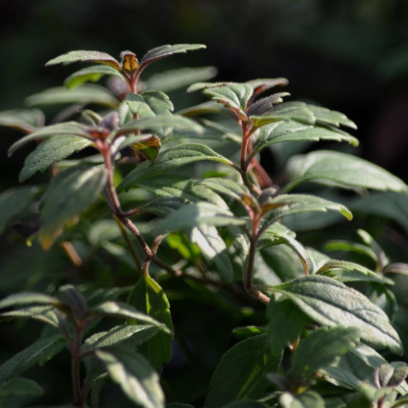 Ehrenpreis Georgia Blue - Veronica umbrosa (Foliage)