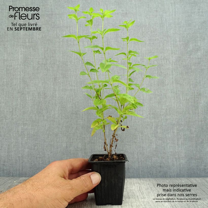 Example of Zitronenstrauch - Aloysia triphylla Kleine Töpfe von 7/8 cm as you get in automne