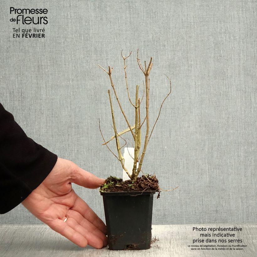 Exemplar von Zitronenstrauch - Aloysia triphylla Kleine Töpfe von 7/8 cm wie im Winter geliefert