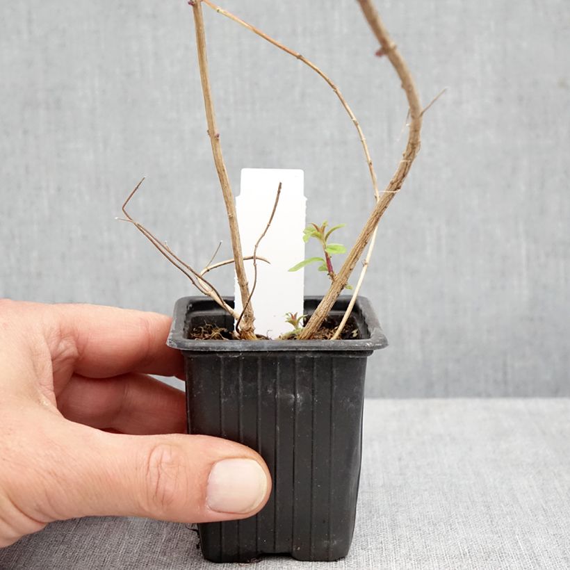 Exemplar von Zitronenstrauch - Aloysia triphylla Kleine Töpfe von 8/9 cm wie im Herbst geliefert