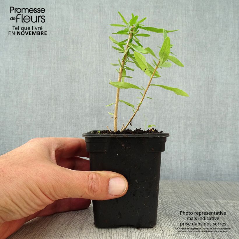 Example of Zitronenstrauch - Aloysia polystachia Kleine Töpfe von 7/8 cm as you get in automne