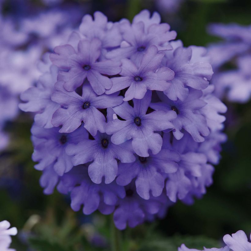 Verbene Endurascape Blue Imp (Flowering)