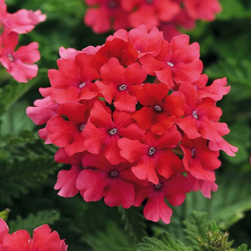 Verbene Endurascape Hot Pink (Flowering)