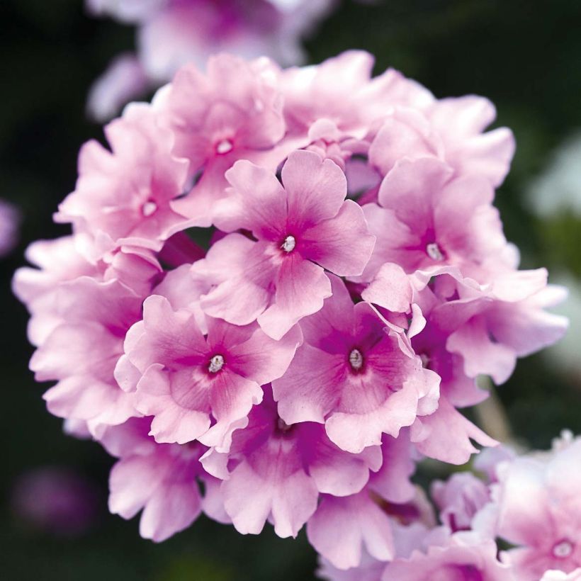 Verbene Endurascape Pink Bicolour (Flowering)
