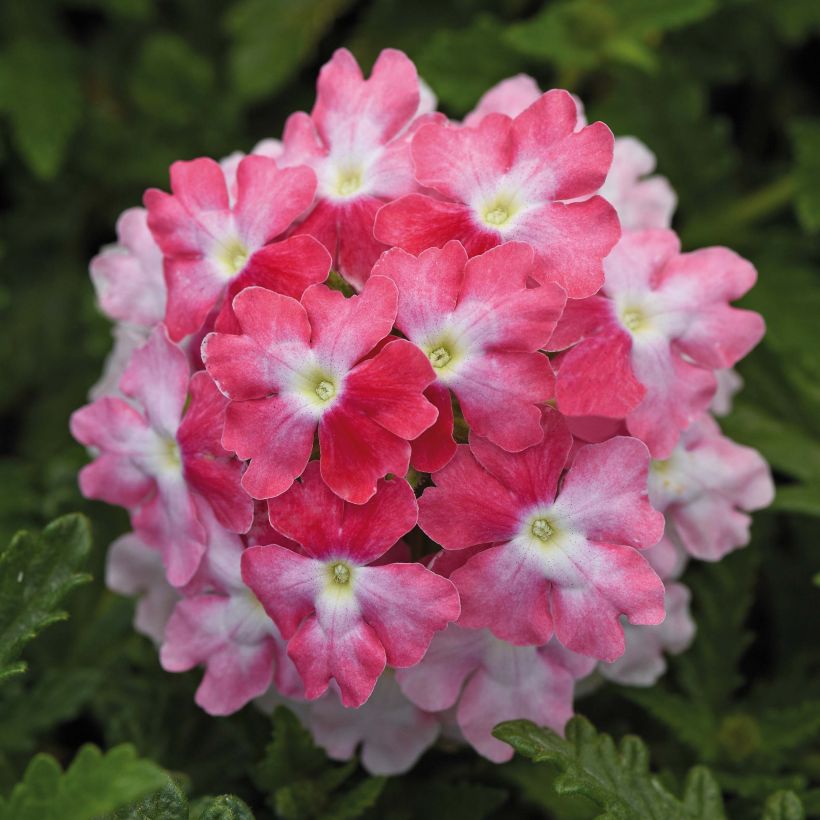 Verbene Endurascape Pink Fizz (Flowering)