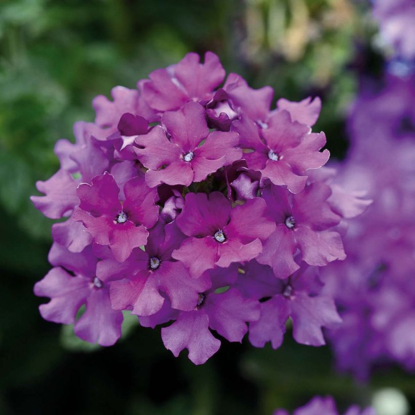 Verbene Endurascape Purple Imp (Flowering)