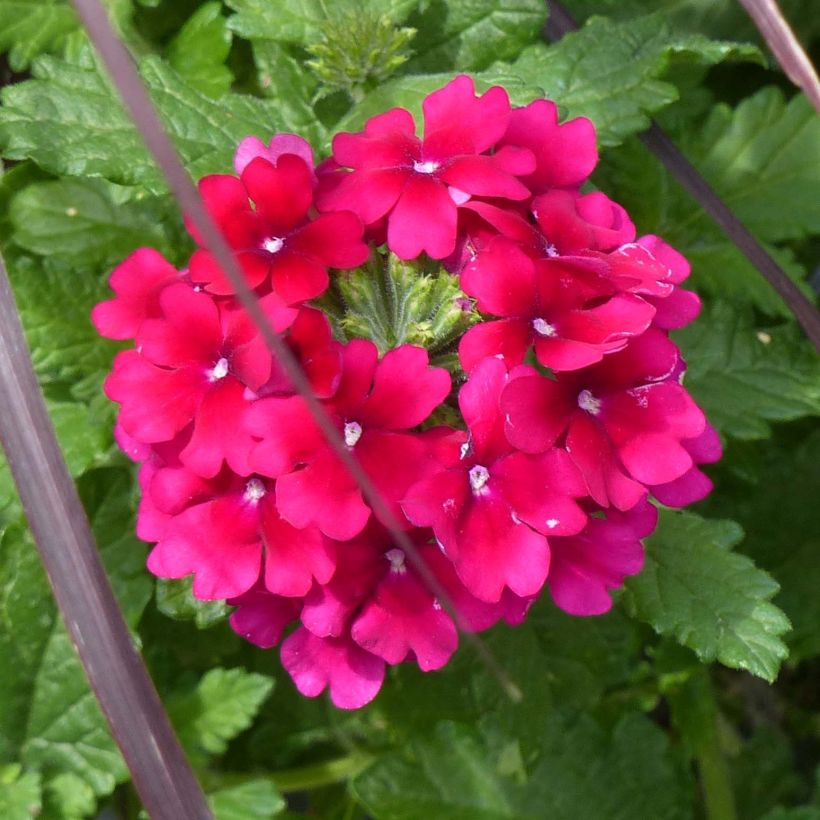 Verbene Virgo Burgundy (Flowering)