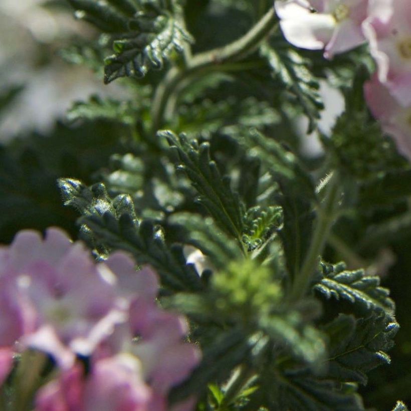 Verbene Estrella Pink Ballet (Foliage)