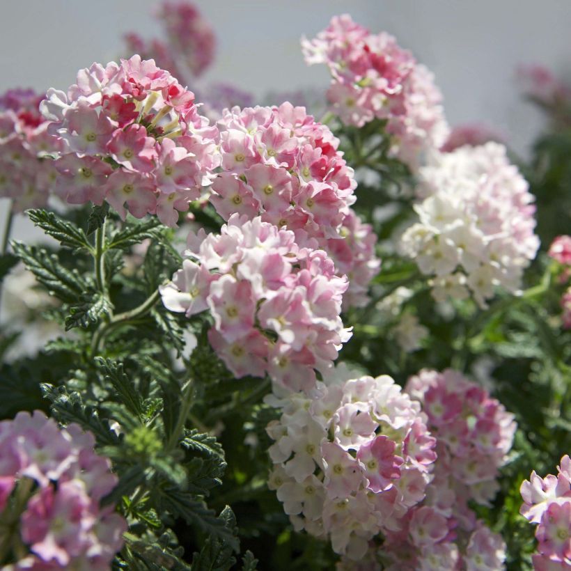 Verbene Estrella Pink Ballet (Flowering)