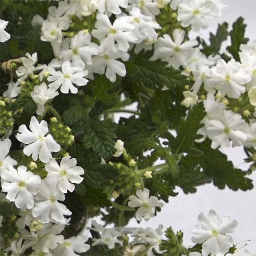Verbene Virgo White (Foliage)