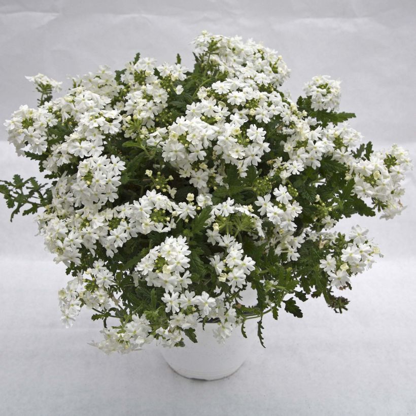 Verbene Virgo White (Plant habit)