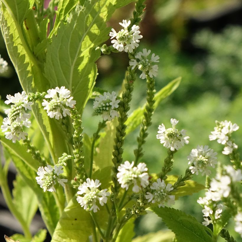 Verbena hastata White Spires - Lanzen-Eisenkraut (Flowering)