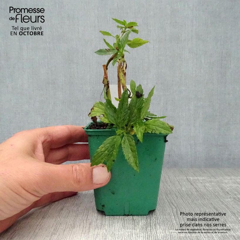Example of Verbena hastata White Spires - Lanzen-Eisenkraut Kleine Töpfe von 8/9 cm as you get in automne