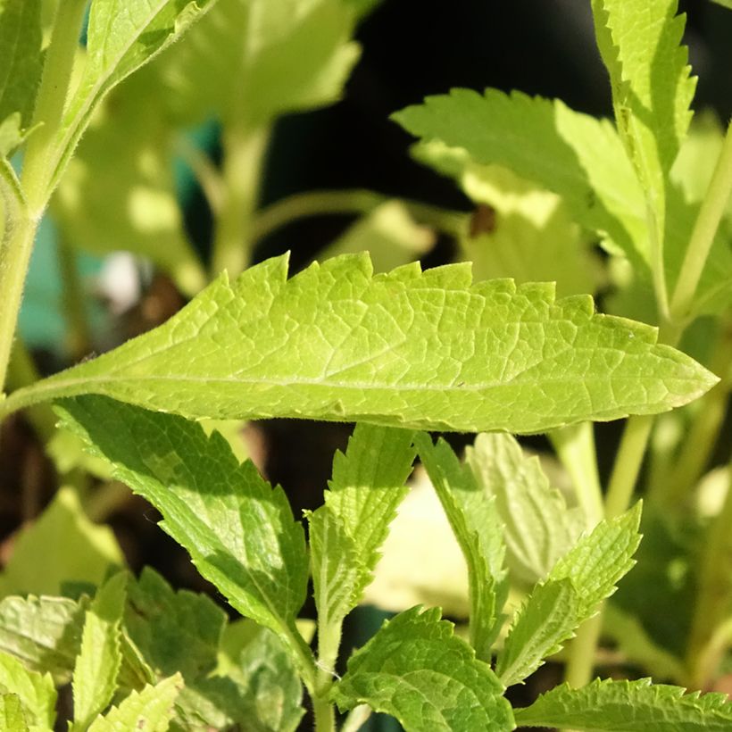 Verbena hastata White Spires - Lanzen-Eisenkraut (Foliage)