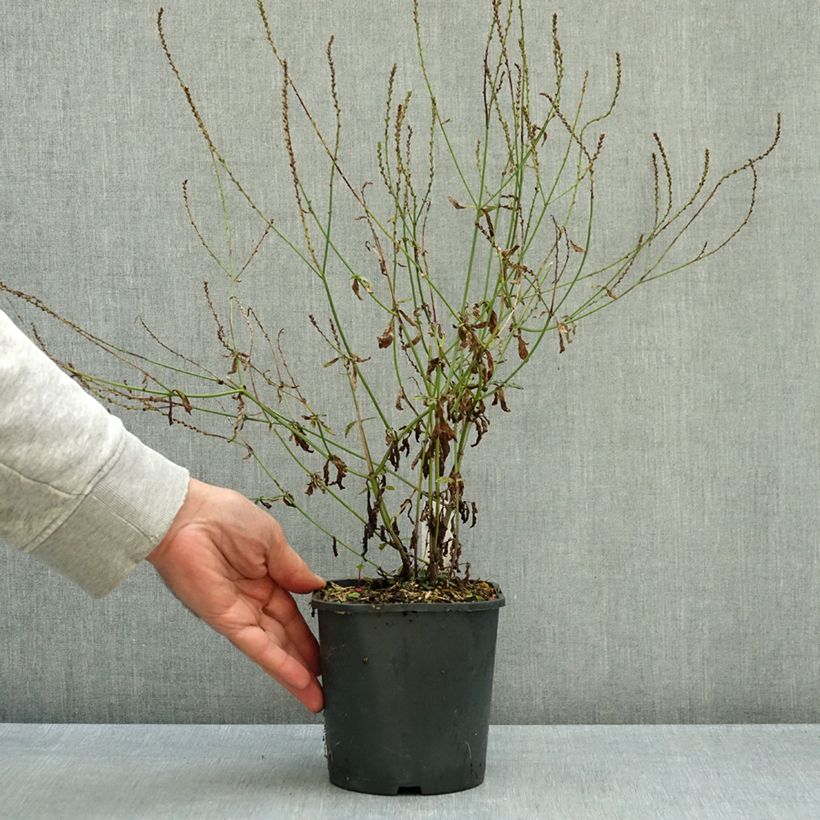 Exemplar von Echtes Eisenkraut - Verbena officinalis Topf mit 2L/3L wie im Herbst geliefert