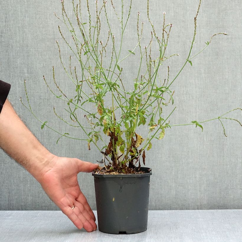 Exemplar von Echtes Eisenkraut - Verbena officinalis Topf mit 2L/3L wie im Sommer geliefert