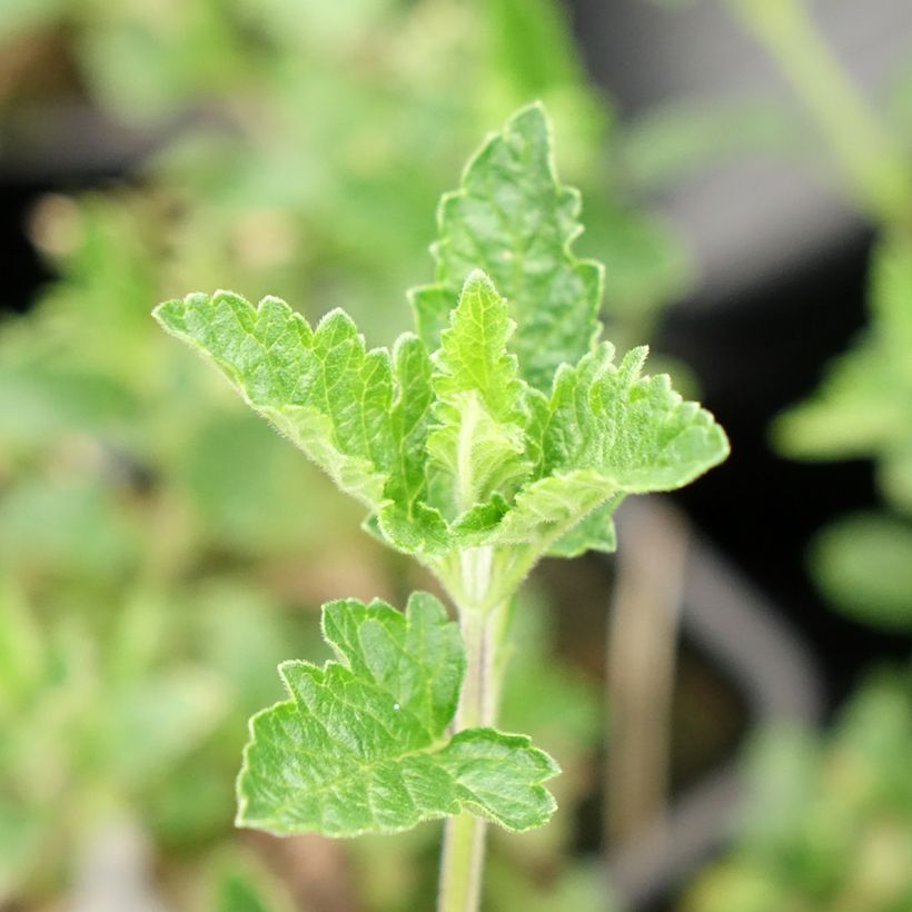 Glandularia hybrida Seabrook's Lavender - Drüseneisenkraut (Foliage)