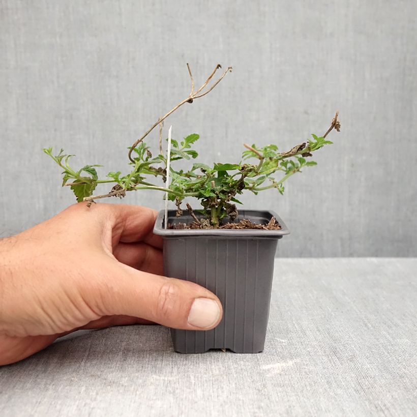 Exemplar von Glandularia hybrida Seabrook's Lavender - Drüseneisenkraut Kleine Töpfe von 8/9 cm wie im Herbst geliefert