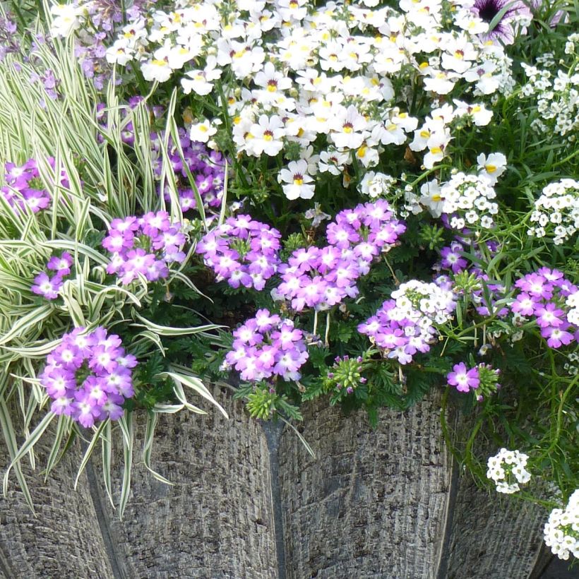 Verbene Lavender White (Plant habit)
