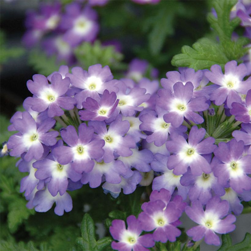 Verbene Lavender White (Flowering)