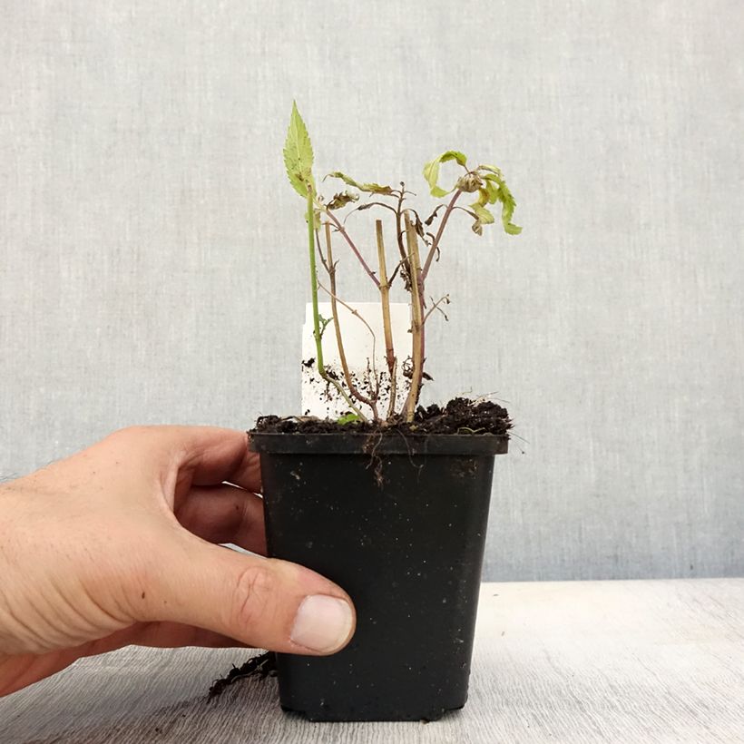 Example of Verbena hastata Rosea - Lanzen-Eisenkraut Kleine Töpfe von 8/9 cm as you get in automne