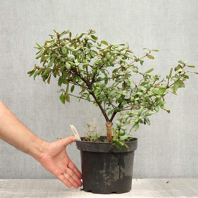 Exemplar von Oster-Schneeball Conoy - Viburnum burkwoodii Topf mit 4L/5L wie im Sommer geliefert