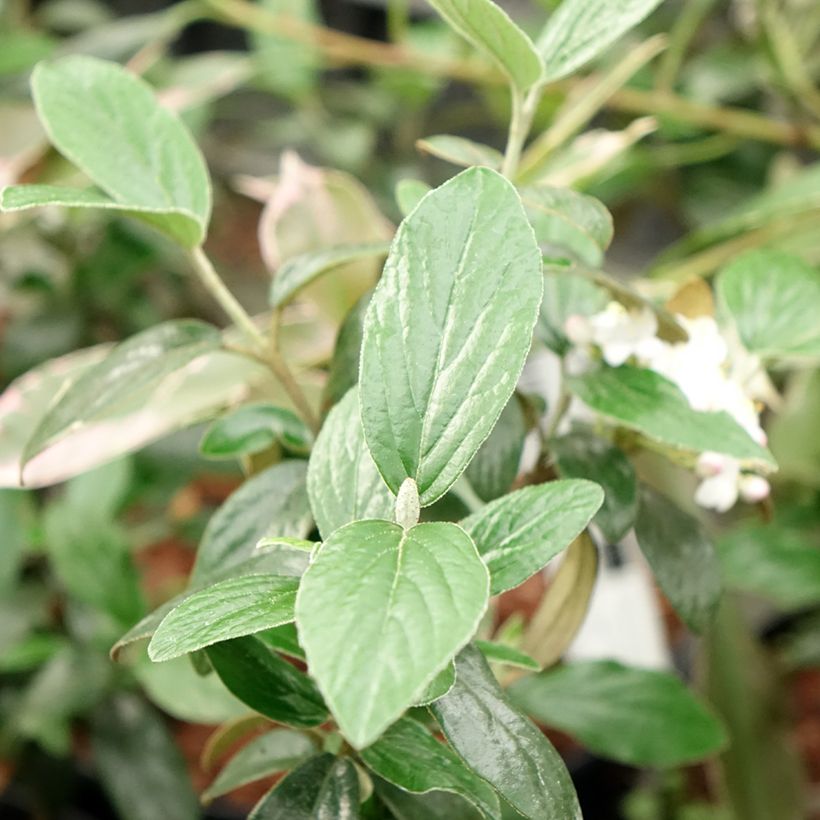 Oster-Schneeball Conoy - Viburnum burkwoodii (Foliage)