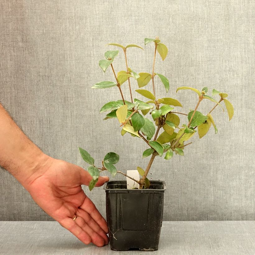 Exemplar von Burkwoods Schneeball - Viburnum burkwoodii Topf 12 cm / 13 cm wie im Sommer geliefert