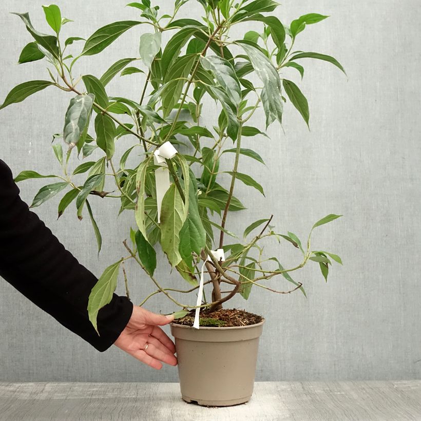 Example of Schneeball cylindricum - Viburnum Topf mit 4L/5L as you get in automne
