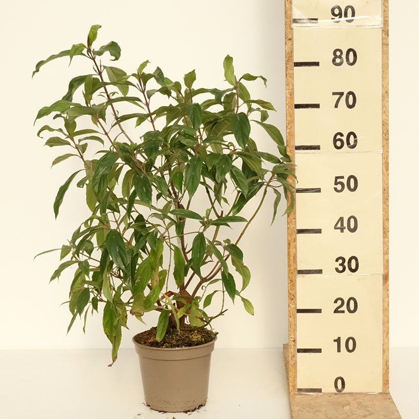 Exemplar von Schneeball cylindricum - Viburnum Topf mit 4L/5L wie im Frühjahr geliefert